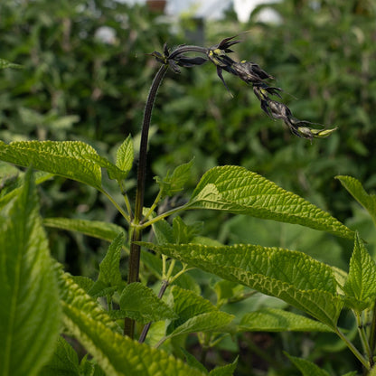 Salvia guaranitica ‘Short Form’