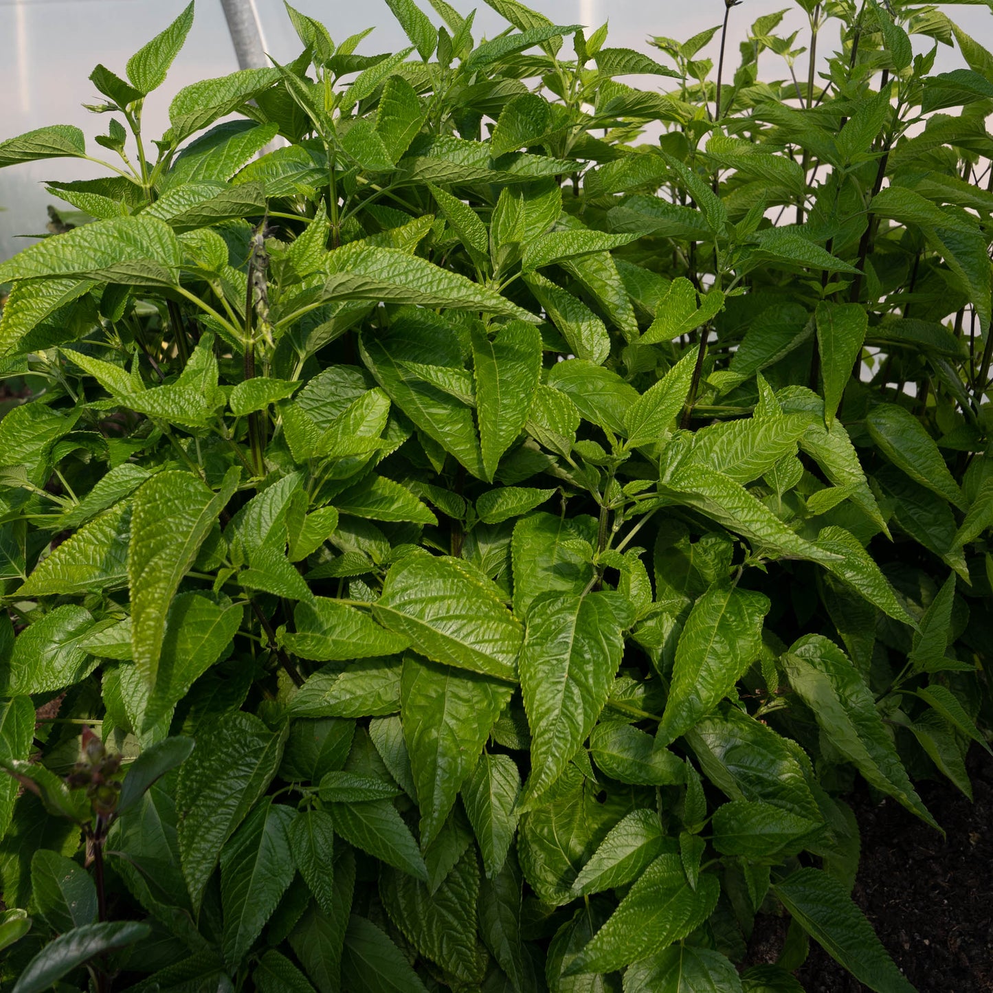 Salvia guaranitica ‘Short Form’