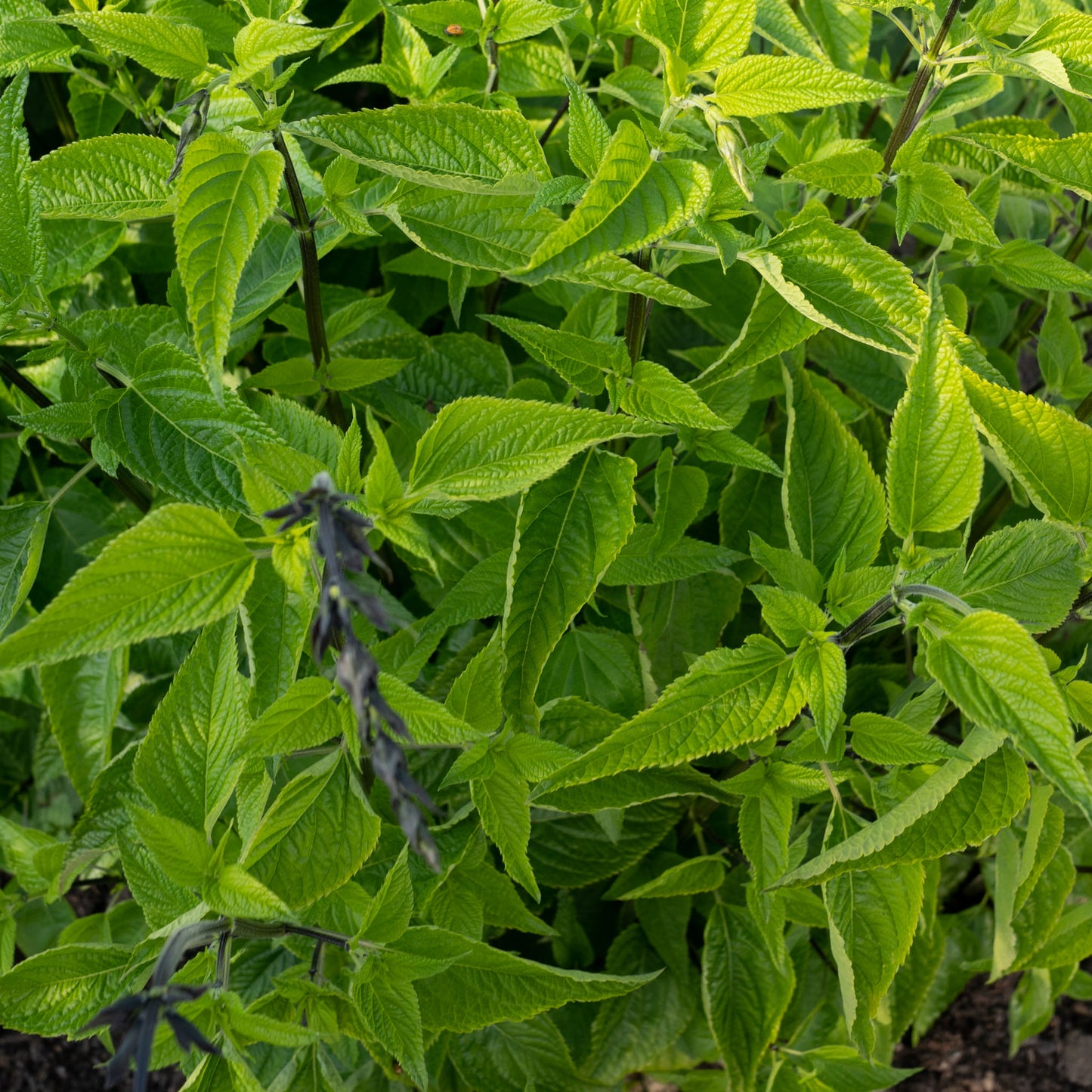 Salvia guaranitica ‘Short Form’