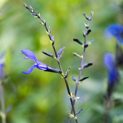 Salvia guaranitica ‘Short Form’