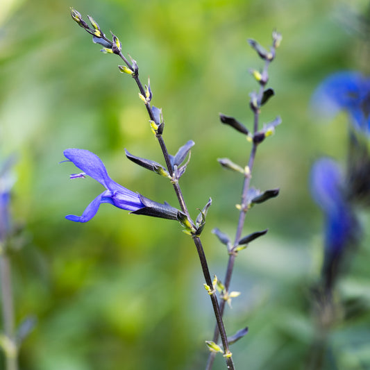 Salvia guaranitica ‘Short Form’