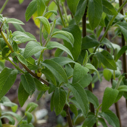 Salvia haenkei