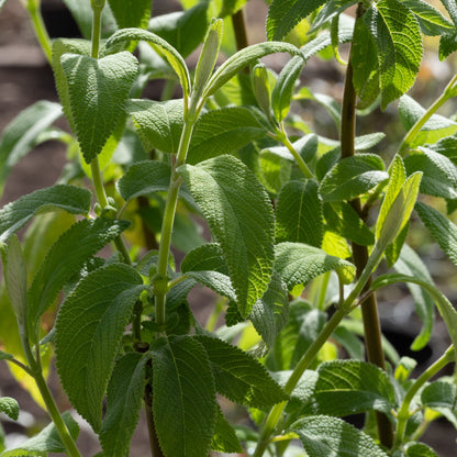 Salvia haenkei