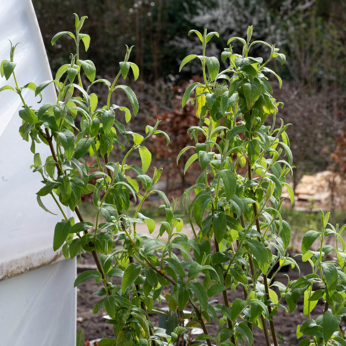 Salvia haenkei
