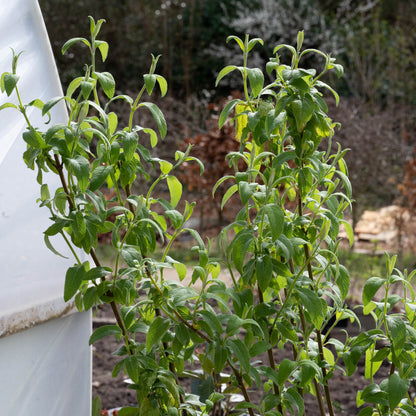 Salvia haenkei