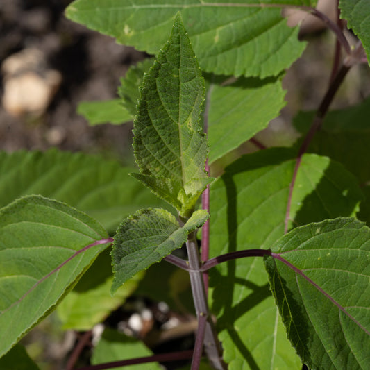 Salvia involucrata 'Hadspen'