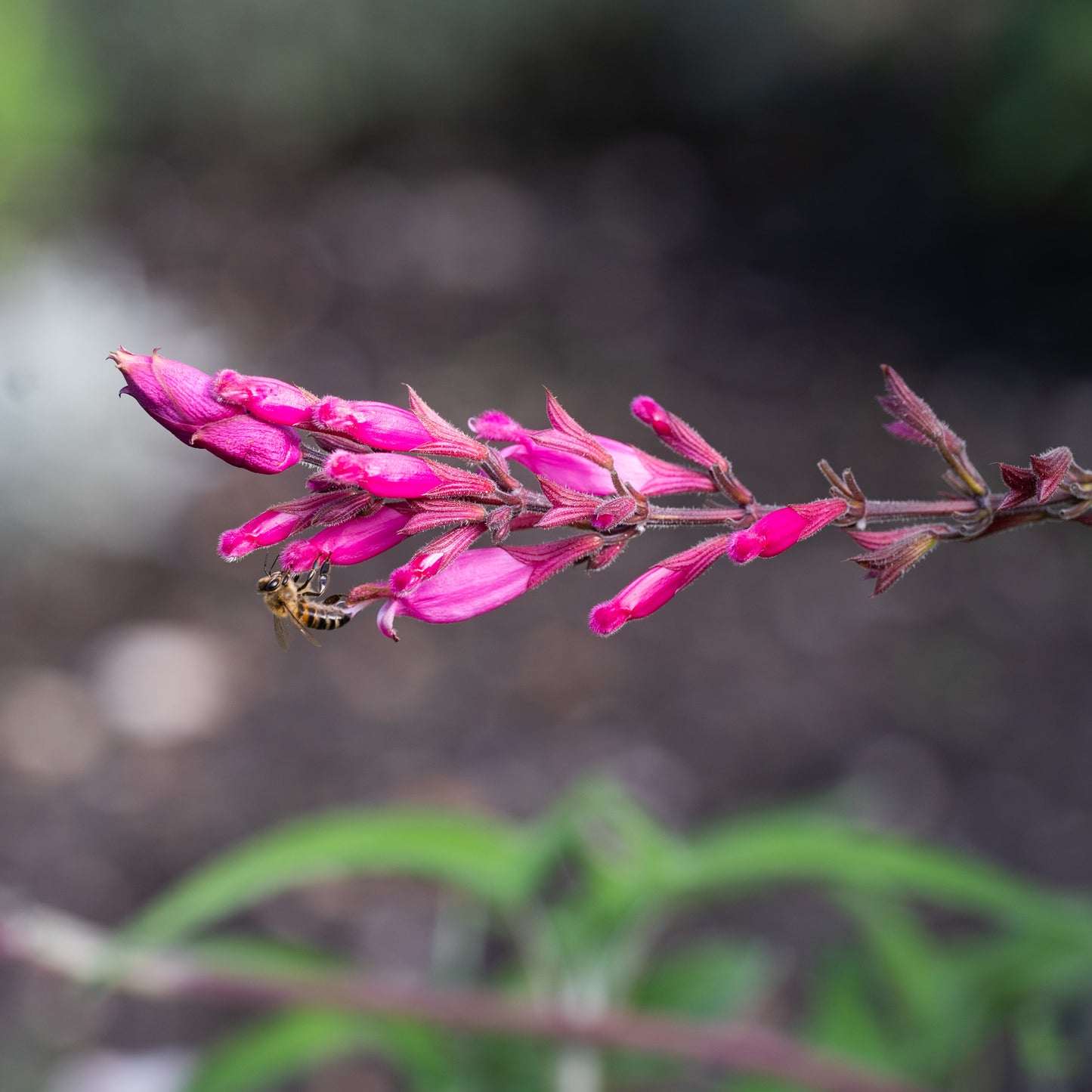Salvia involucrata 'Hadspen'
