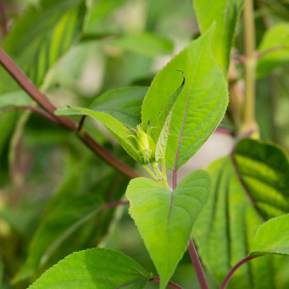 Salvia involucrata 'Hadspen'