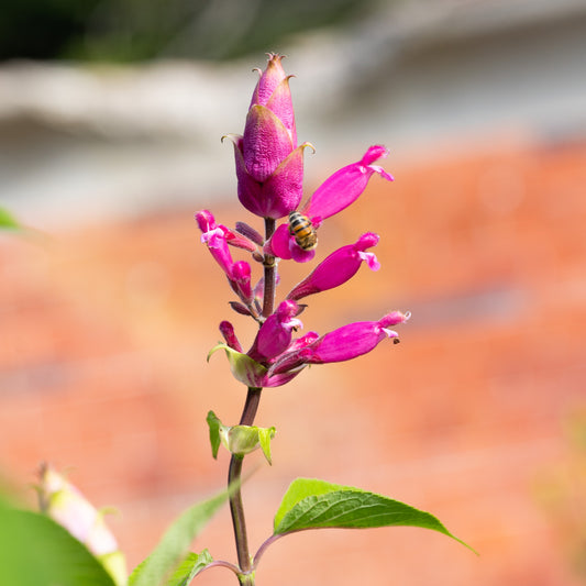 Salvia involucrata 'Hadspen'