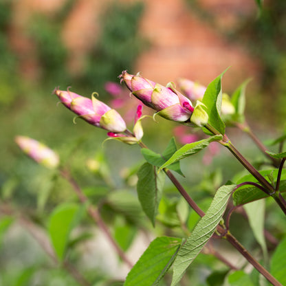 Salvia involucrata 'Hadspen'