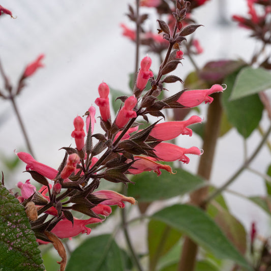 Salvia karwinskii