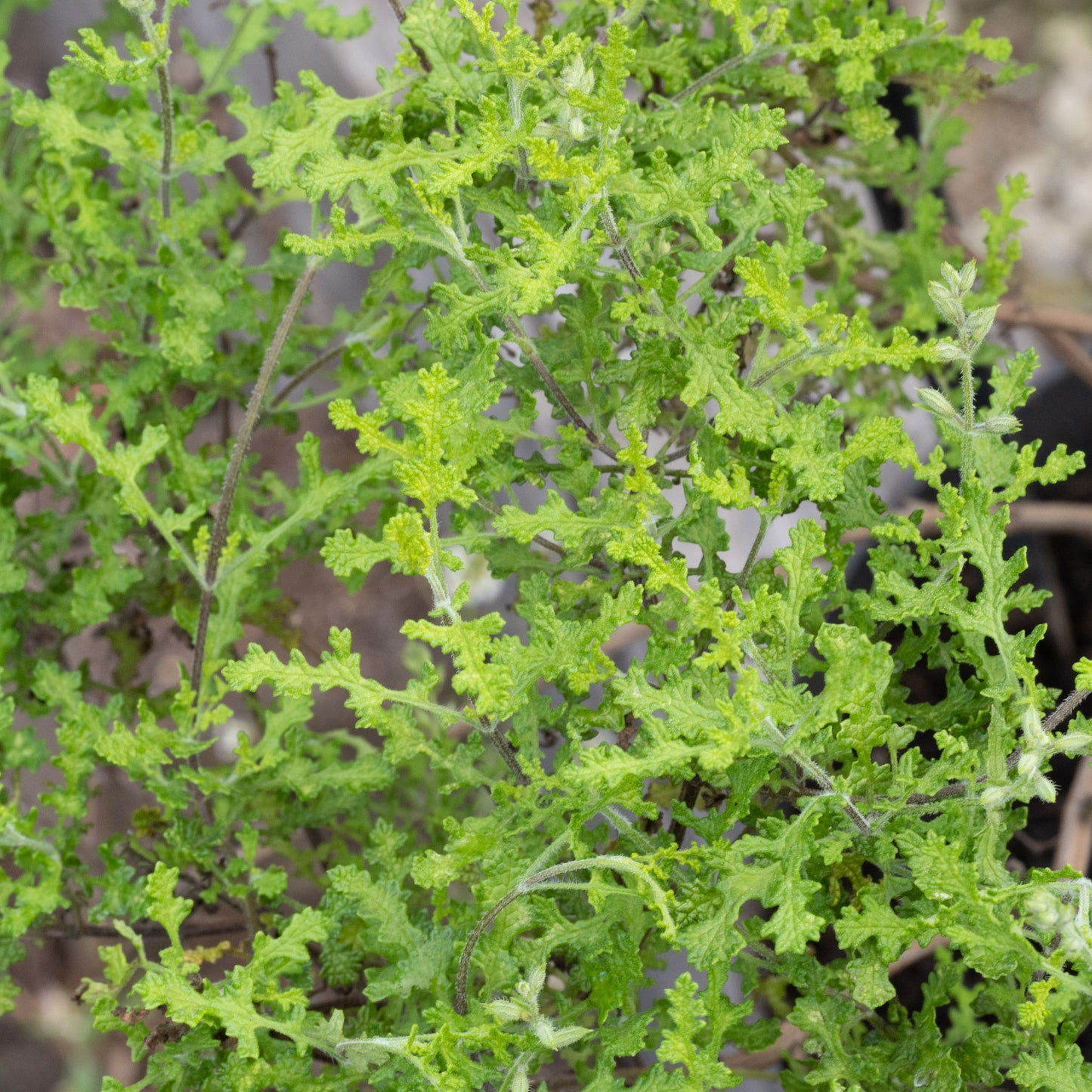 Salvia namaensis
