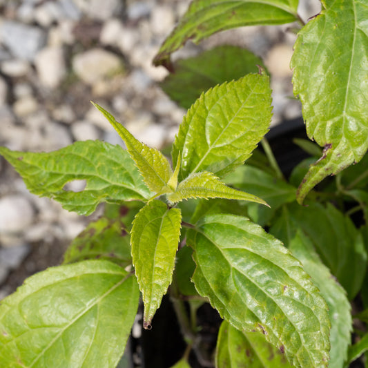 Salvia oxyphora