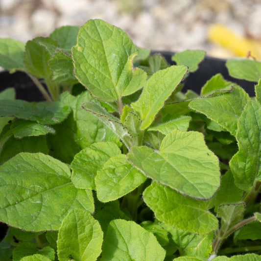 Salvia patens 'Chilcombe'