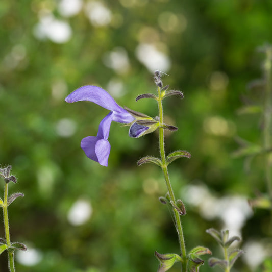 Salvia patens 'Chilcombe'