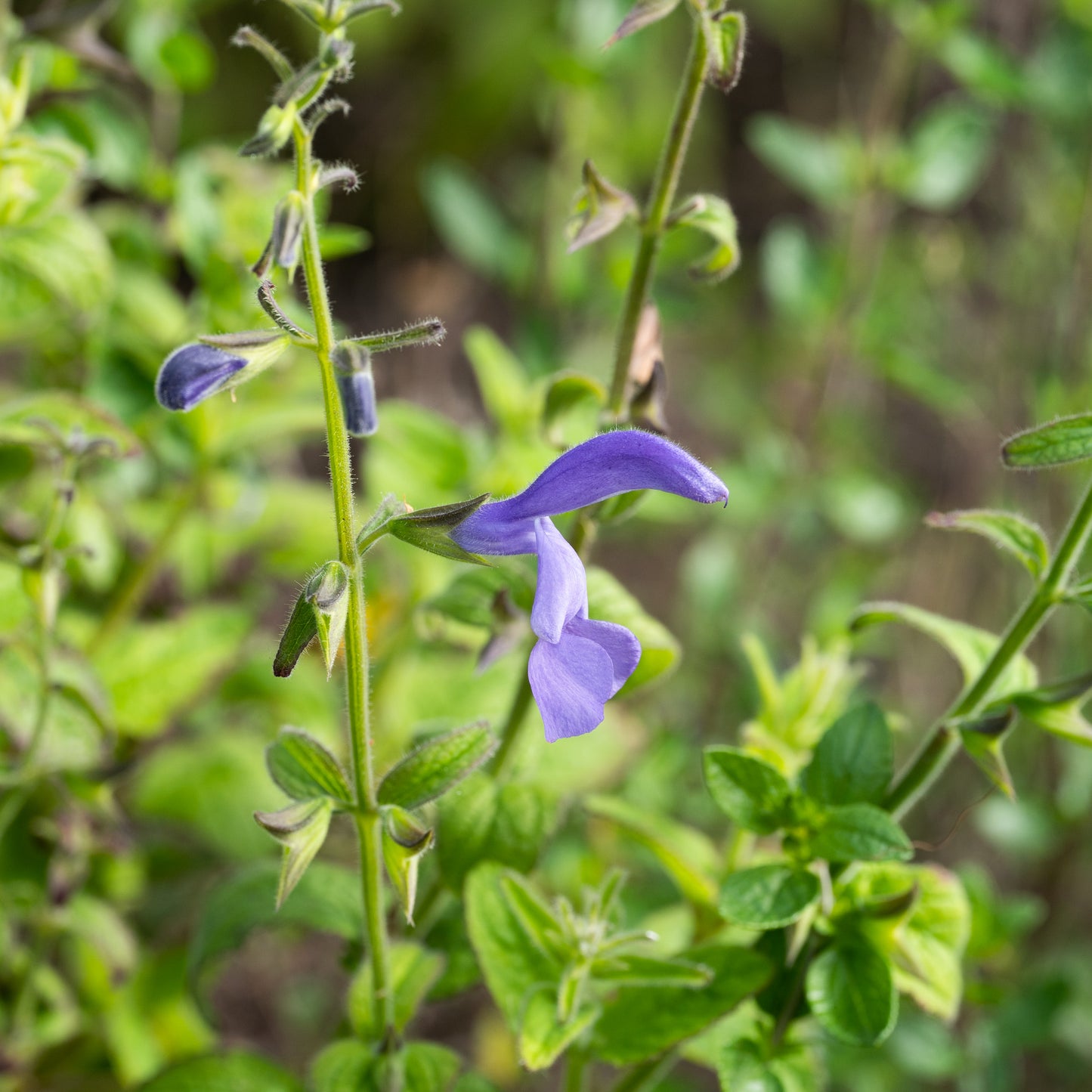 Salvia patens 'Chilcombe'