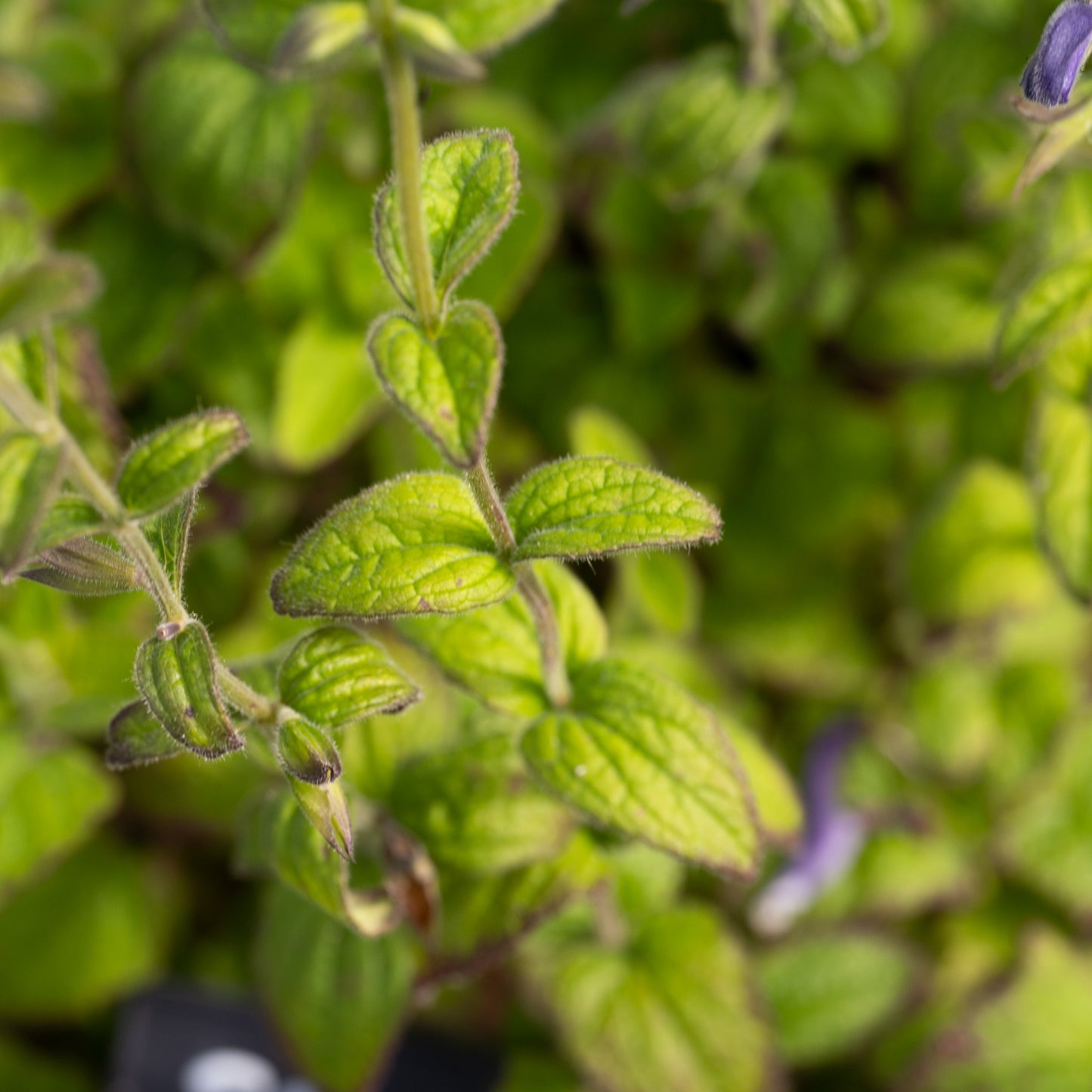 Salvia patens 'Chilcombe'