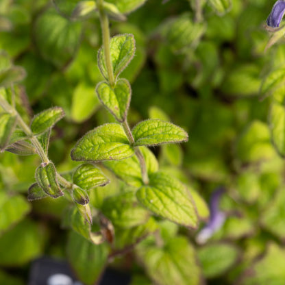 Salvia patens 'Chilcombe'