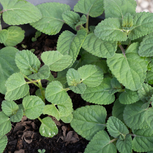 Salvia stolonifera
