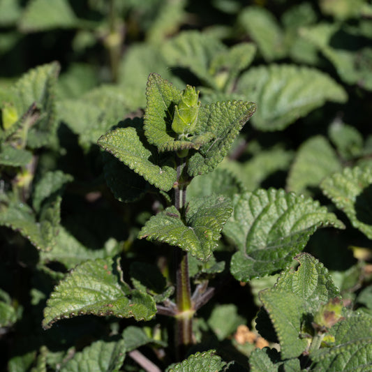 Salvia stolonifera