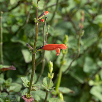 Salvia stolonifera