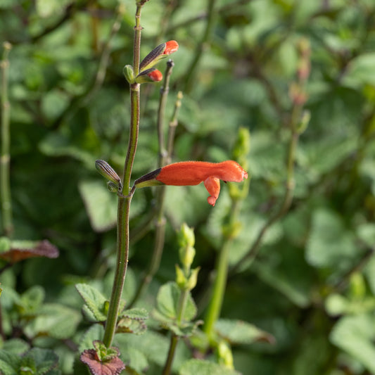 Salvia stolonifera