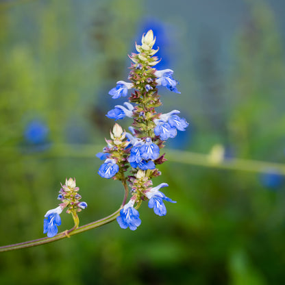 Salvia uliginosa