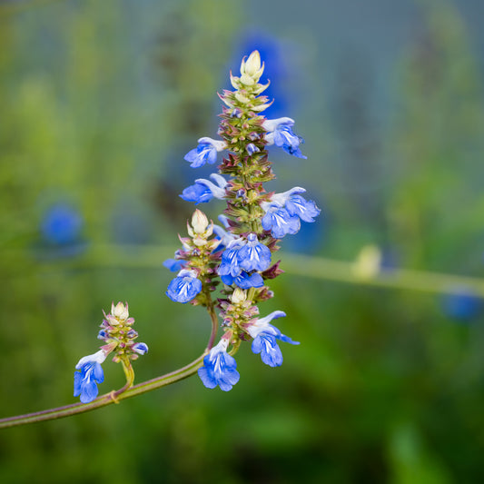 Salvia uliginosa