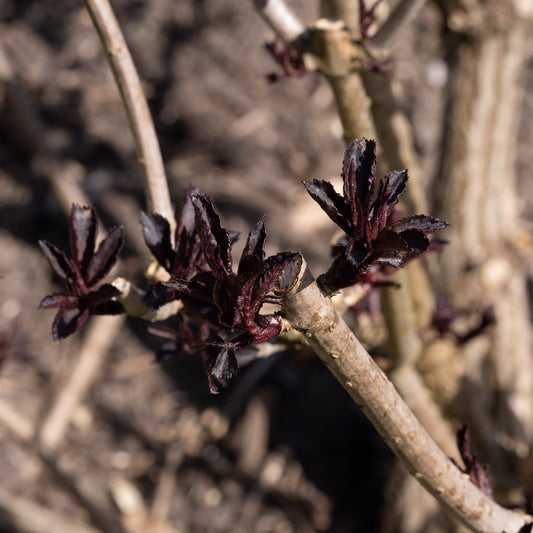 Sambucas nigra  ‘Black Beauty’