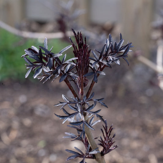 Sambucas nigra  ‘Black Lace’