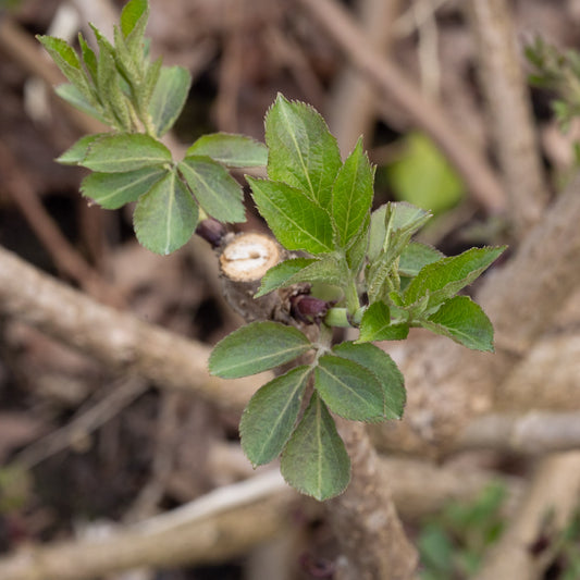 Sambucas nigra ‘Haschberg’