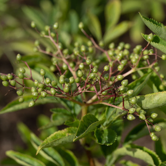 Sambucus nigra Godshill