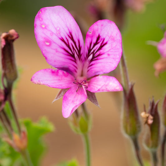 Pelargonium 'Cola Bottles'