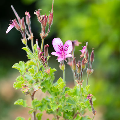 Pelargonium 'Cola Bottles'
