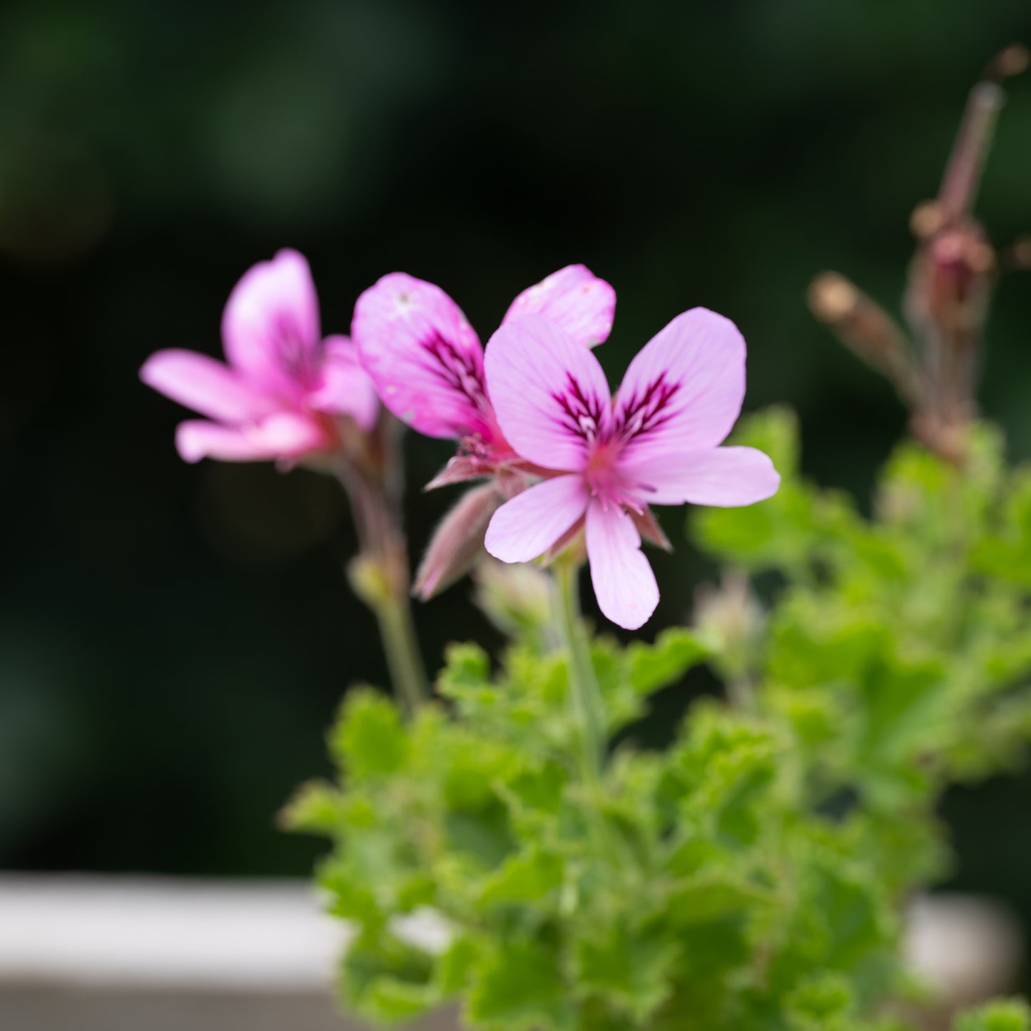 Pelargonium 'Cola Bottles'