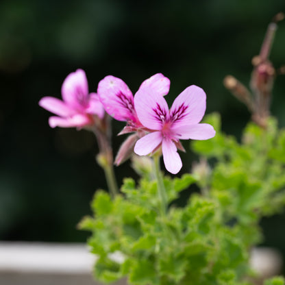 Pelargonium 'Cola Bottles'