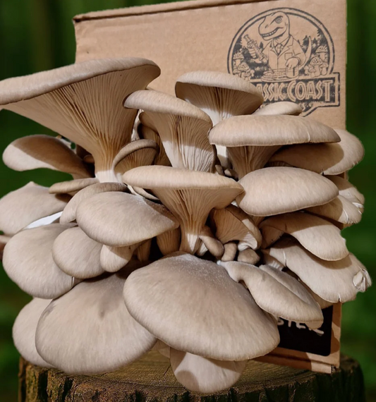 Mushroom Grow Kits