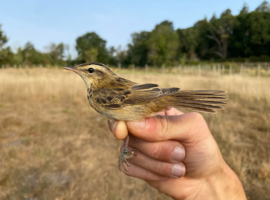 Early Morning Migrant Bird Ringing Demonstration Wednesday 22nd July