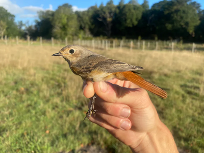 Early Morning Migrant Bird Ringing Demonstration Wednesday 22nd July