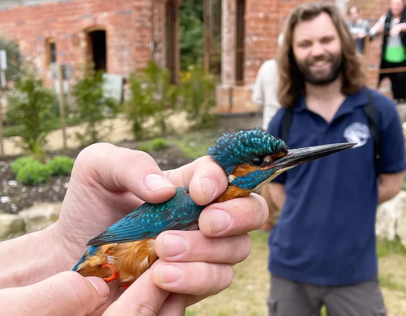 Early Morning Migrant Bird Ringing Demonstration Wednesday 22nd July