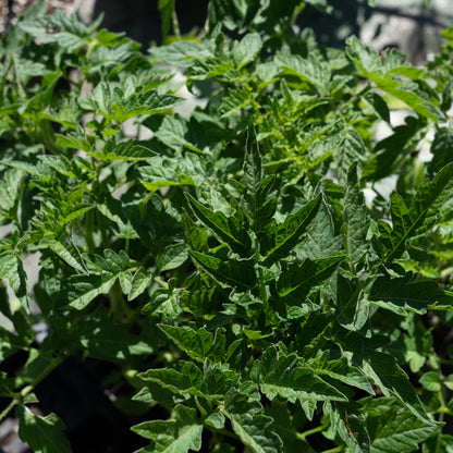 Tomato Rossella