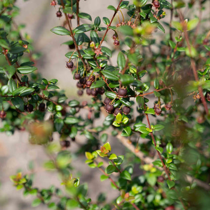 Ugni molinae