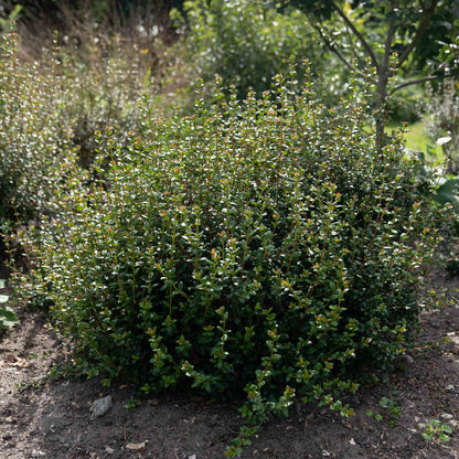 Ugni molinae