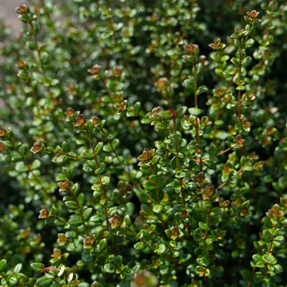 Ugni molinae