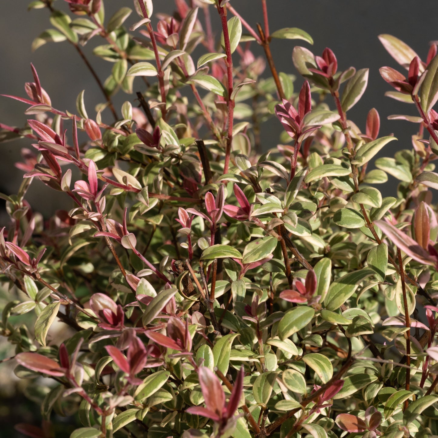 Ugni molinae  ‘Flambeau’