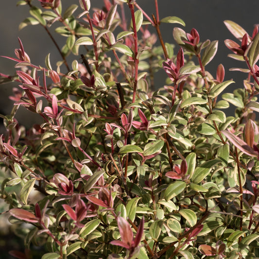 Ugni molinae  ‘Flambeau’