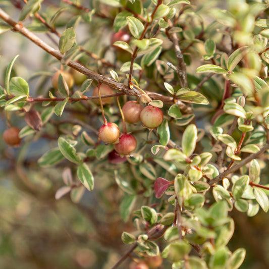 Ugni molinae  ‘Flambeau’