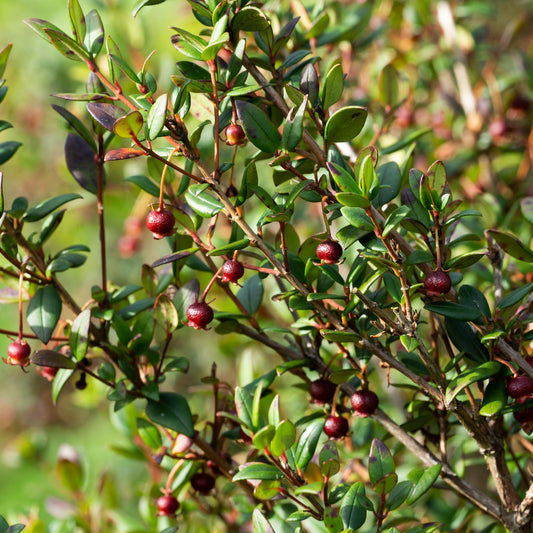 Ugni molinae  ‘Villarica Strawberry’