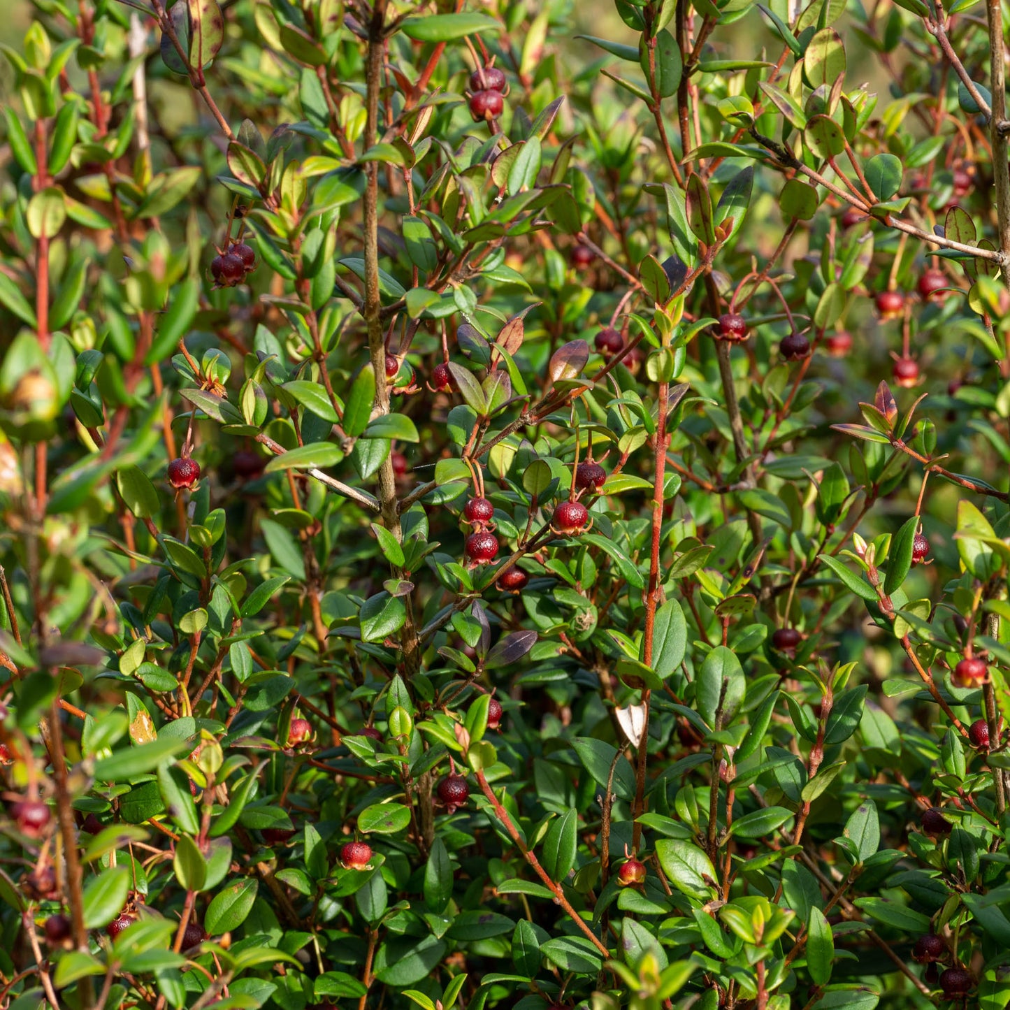 Ugni molinae  ‘Villarica Strawberry’