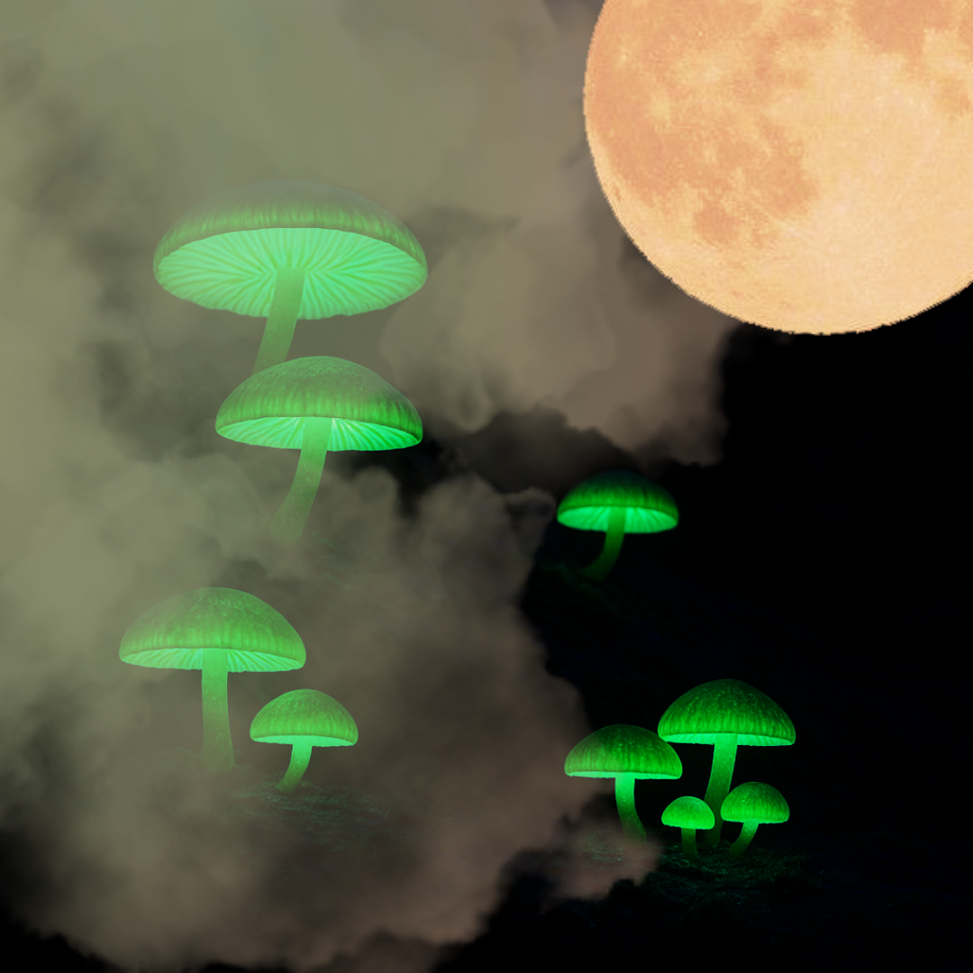 UV Fungi Night Walk Halloween Special 31st Oct 2026